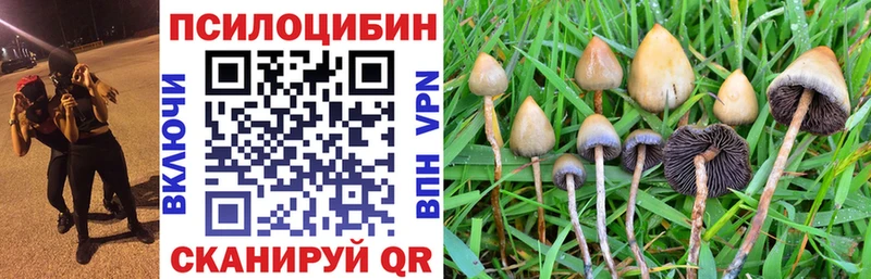 цена наркотик  Туринск  Галлюциногенные грибы Psilocybe 
